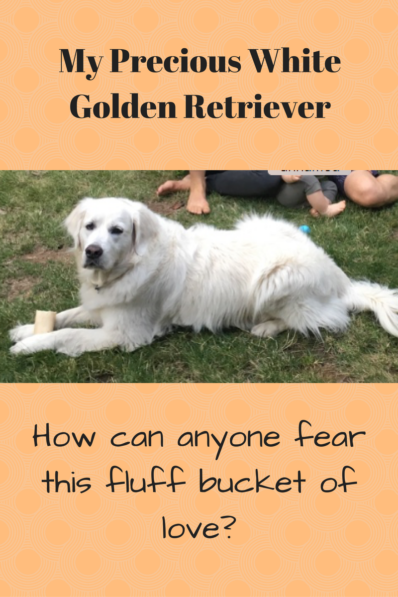 My Precious White Golden Retriever – Therapy for those afraid of dogs